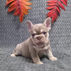 Saint French Bulldog Saint French Bulldog