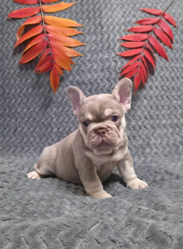 Saint French Bulldog Saint French Bulldog