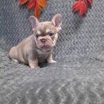Saint-male-French-bulldog-puppy-for-sale- (2)