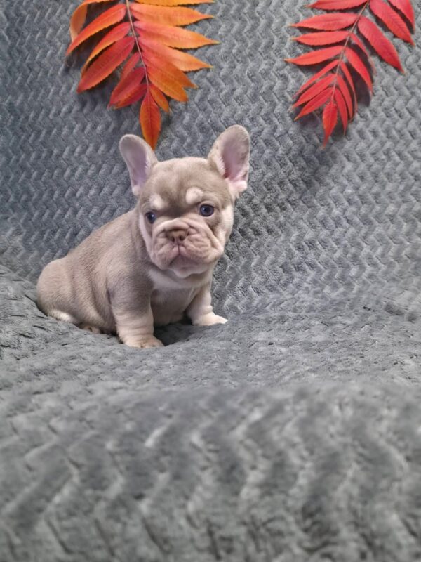 Saint French Bulldog Saint French Bulldog