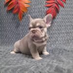 Saint-male-French-bulldog-puppy-for-sale- (3)
