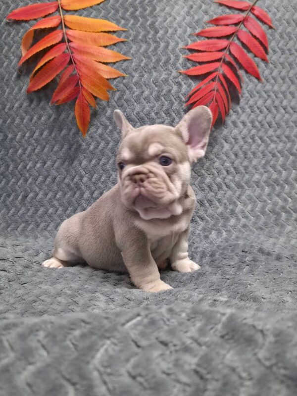 Saint French Bulldog Saint French Bulldog
