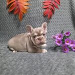 Saint-male-French-bulldog-puppy-for-sale- (4)
