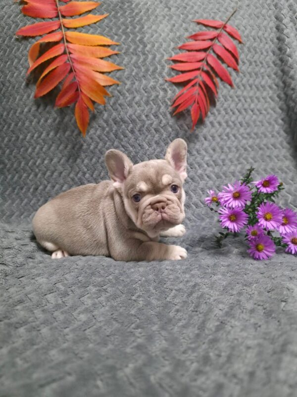 Saint French Bulldog Saint French Bulldog