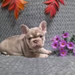 Saint-male-French-bulldog-puppy-for-sale- (5)