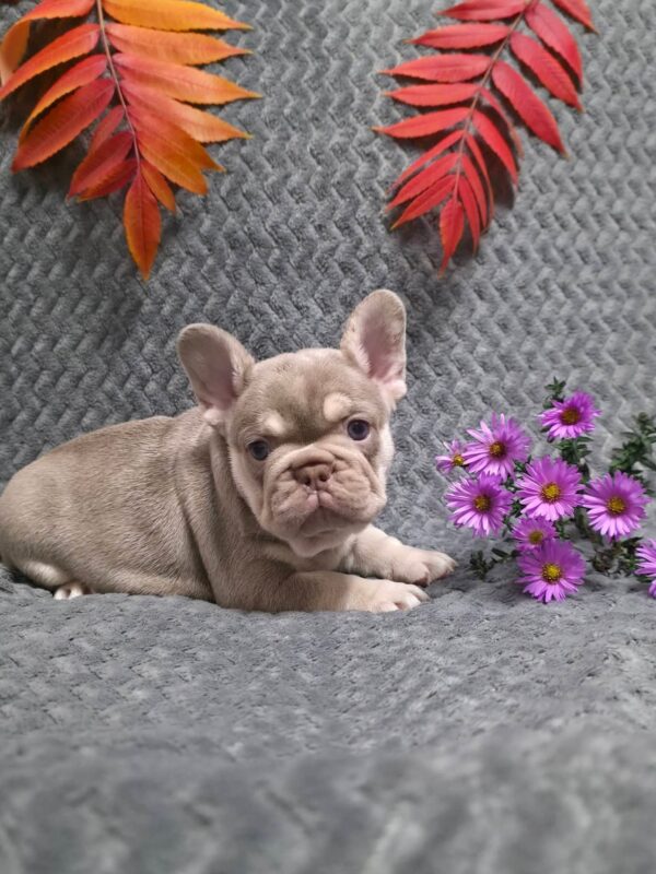 Saint French Bulldog Saint French Bulldog