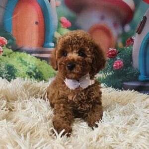 Santa Miniature Poodle Santa Miniature Poodle