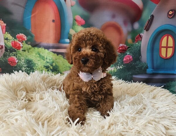 Santa Miniature Poodle Santa Miniature Poodle