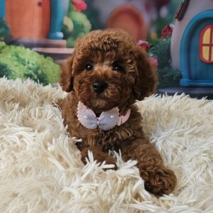 Santa Miniature Poodle Santa Miniature Poodle