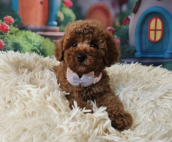 Santa Miniature Poodle Santa Miniature Poodle