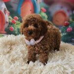 Santa-female-miniature-poodle-puppy-for-sale-1 (3)