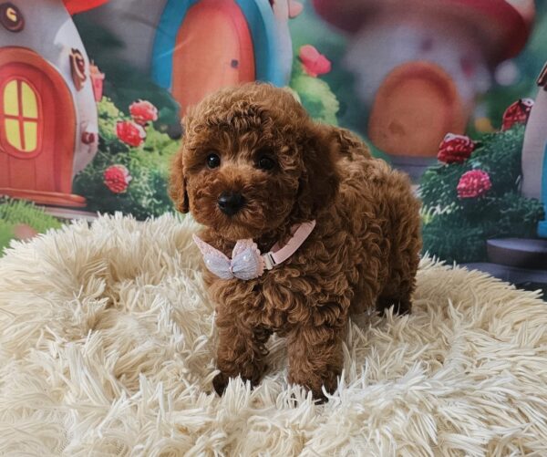 Santa Miniature Poodle Santa Miniature Poodle