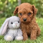Santiago-male-Poodle-puppy-for-sale- (1)