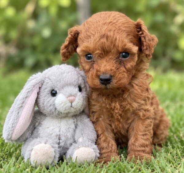 Santiago Toy Poodle Santiago Toy Poodle