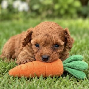 Santiago Toy Poodle Santiago Toy Poodle