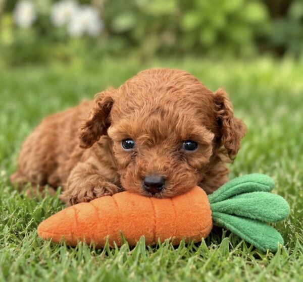 Santiago Toy Poodle Santiago Toy Poodle