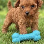 Santiago-male-Poodle-puppy-for-sale- (3)
