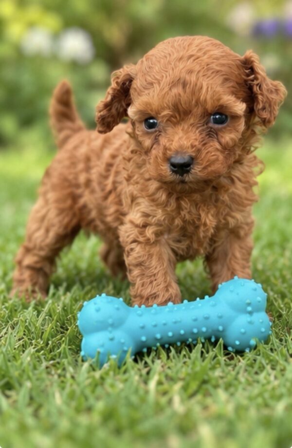 Santiago Toy Poodle Santiago Toy Poodle