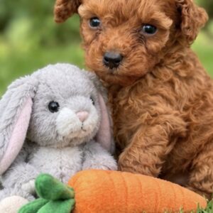 Santiago Toy Poodle Santiago Toy Poodle