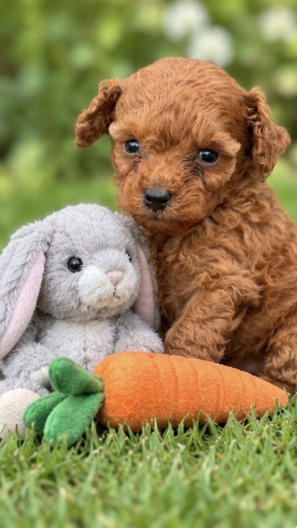 Santiago Toy Poodle Santiago Toy Poodle