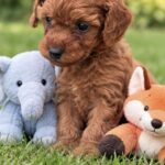 Sawyer-male-Poodle-puppy-for-sale- (1)