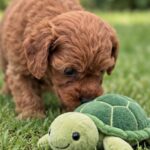 Sawyer-male-Poodle-puppy-for-sale- (2)