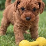 Sawyer-male-Poodle-puppy-for-sale- (3)