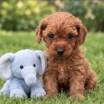 Sawyer-male-Poodle-puppy-for-sale- (5)