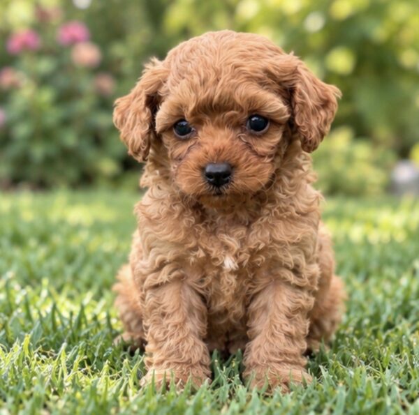 Scarlett Toy Poodle Scarlett Toy Poodle