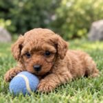 Scarlett-female-Poodle-puppy-for-sale- (2)