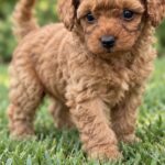 Scarlett-female-Poodle-puppy-for-sale- (3)