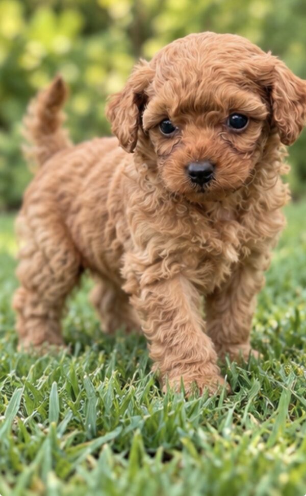 Scarlett Toy Poodle Scarlett Toy Poodle