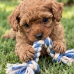 Scarlett-female-Poodle-puppy-for-sale- (4)