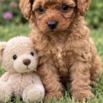 Scarlett-female-Poodle-puppy-for-sale- (5)
