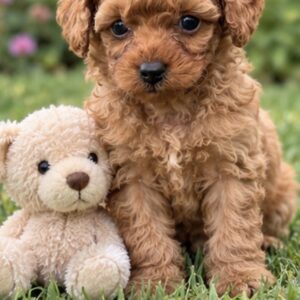 Scarlett Toy Poodle Scarlett Toy Poodle