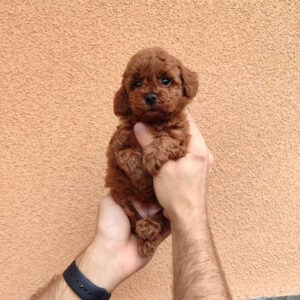 Setty Toy Poodle Setty Toy Poodle