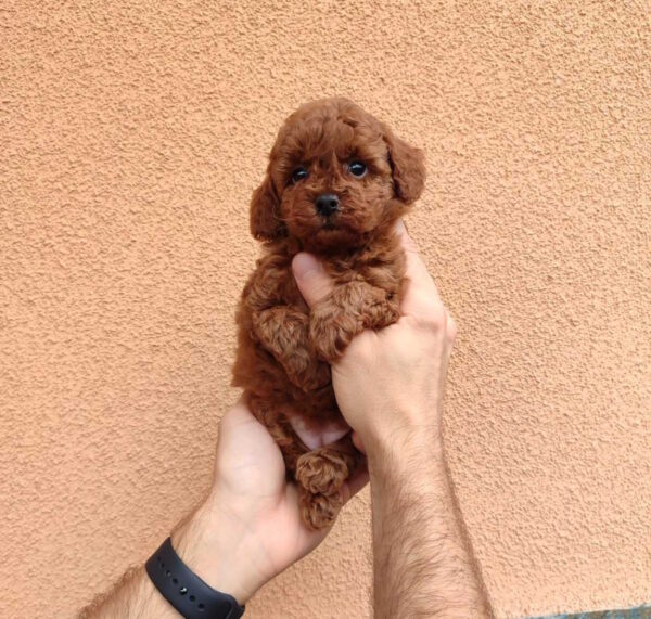 Setty Toy Poodle Setty Toy Poodle