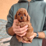 Setty-male-toy-poodle-puppy-for-sale-1 (2)