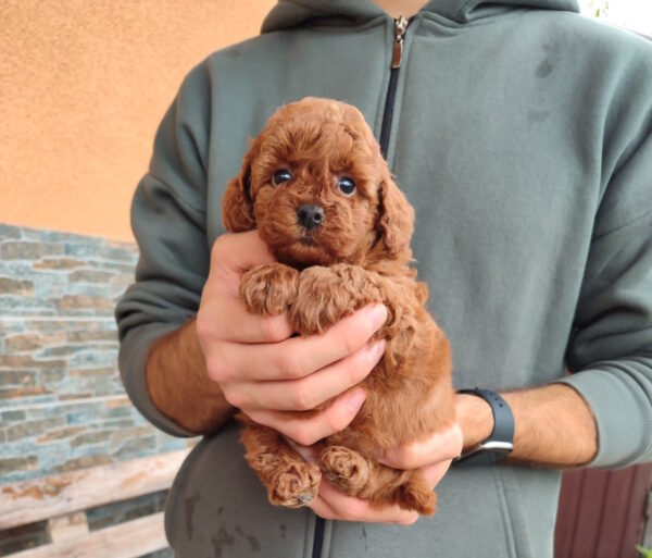 Setty Toy Poodle Setty Toy Poodle