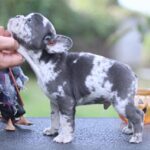 Shamus-male-French-Bulldog-puppy-for-sale- (1)