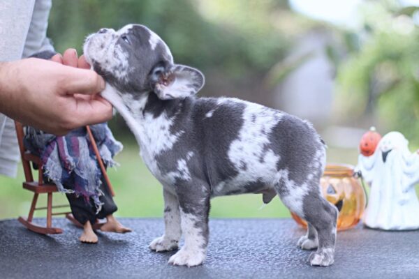 Shamus French Bulldog Shamus French Bulldog
