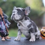 Shamus-male-French-Bulldog-puppy-for-sale- (2)