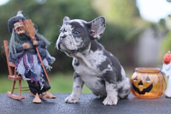 Shamus French Bulldog Shamus French Bulldog