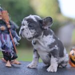 Shamus-male-French-Bulldog-puppy-for-sale- (3)