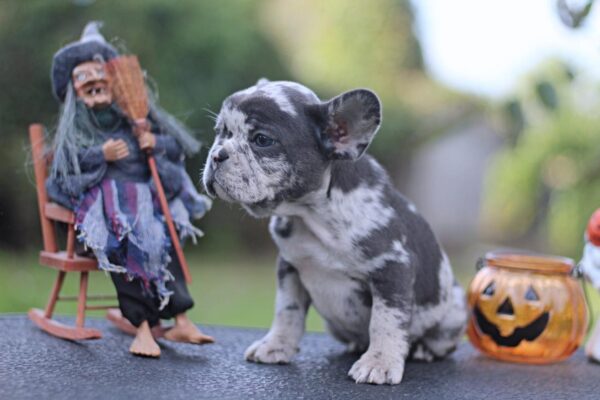 Shamus French Bulldog Shamus French Bulldog