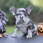Shamus-male-French-Bulldog-puppy-for-sale- (4)