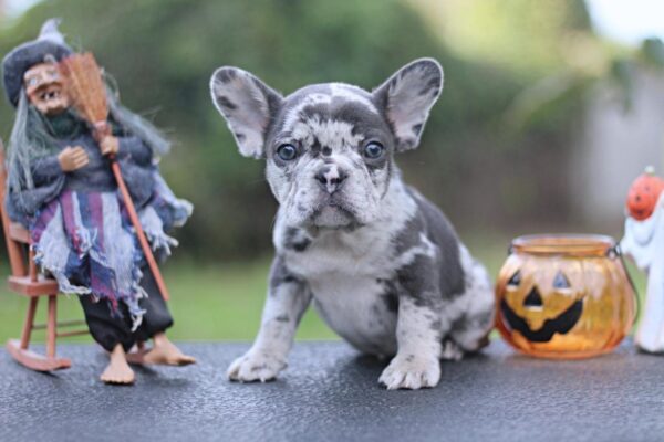 Shamus French Bulldog Shamus French Bulldog