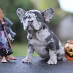 Shamus-male-French-Bulldog-puppy-for-sale- (5)