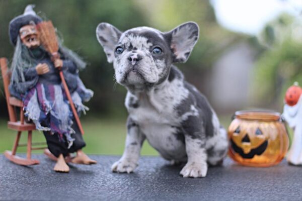 Shamus French Bulldog Shamus French Bulldog