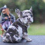 Shamus-male-French-Bulldog-puppy-for-sale- (6)